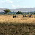 TZA MOR Mikumi 2016DEC16 NP 026 : 2016, 2016 - African Adventures, Africa, Date, December, Eastern, Mikumi, Month, Morogoro, National Park, Places, Tanzania, Trips, Year